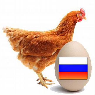 Инкубационное яйцо ломан браун и цыплята