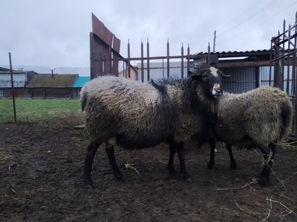 Романовские овцы, баран