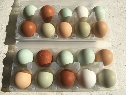 Запись на инкубационное яйцо и суточных цыплят