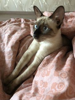Вязка, кошка Тайской породы