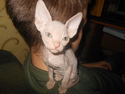 Продам котенка породы донской сфинкс 2.5 месяца