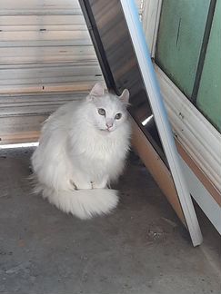 Продается кот белый- Американский Керл