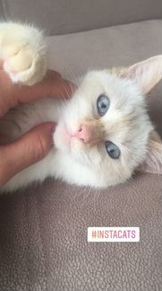 Тайская кошка, 1,5 года