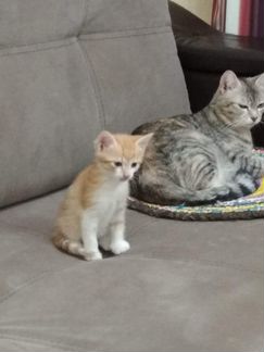 Отдам малышей (рыженький и серенький) оба котика