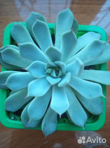 Эхеверия. Суккулент