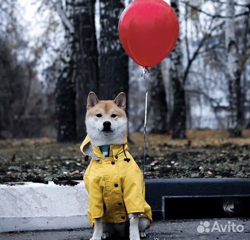 Куртка для собаки