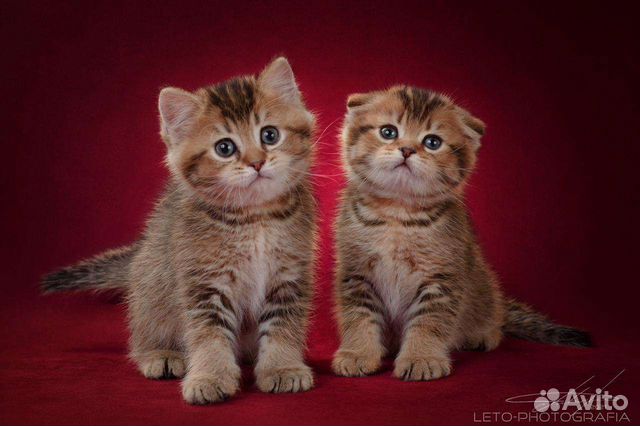 скоттиш килт страйт