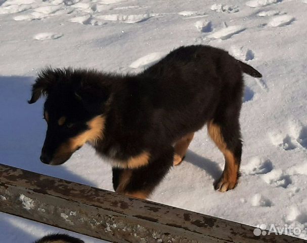 Как выглядит самец кролика. Животные в дар в ельце. Собаки в добрые руки елец. Авито елец животные. Кролик шиншилла белый.