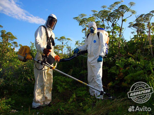 Уничтожение клещей кротов борщевика комаров ос