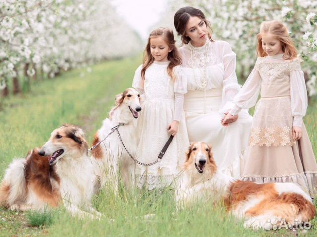 2 русские борзые для видео и фотосессий