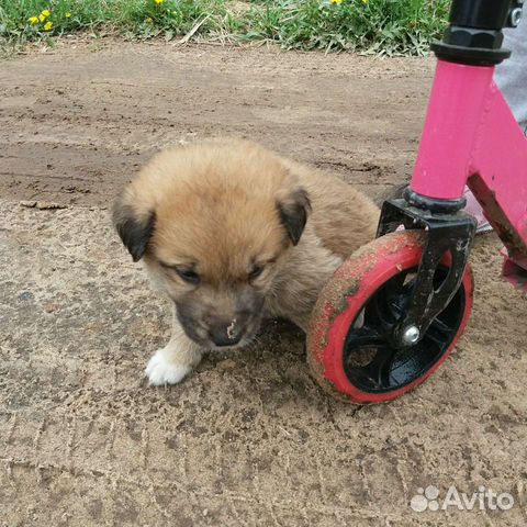 Щенки медвежата в добрые руки