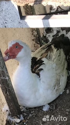 Индоутки, петушки, утятки