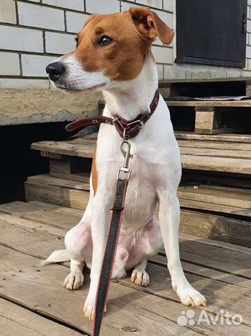 Парсон Рассел терьер