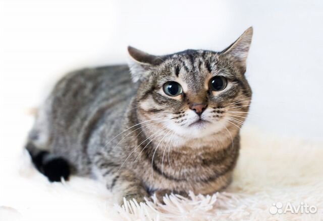 Кошка Ксюша в добрые руки