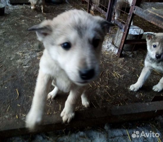 Купить Собаку В Республике Алтай Лайку