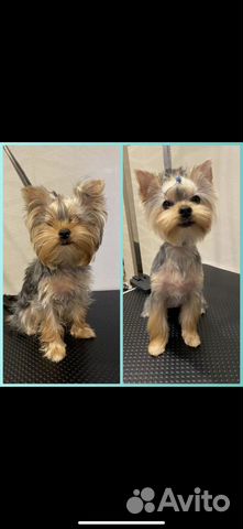 Грумер стрижка собак