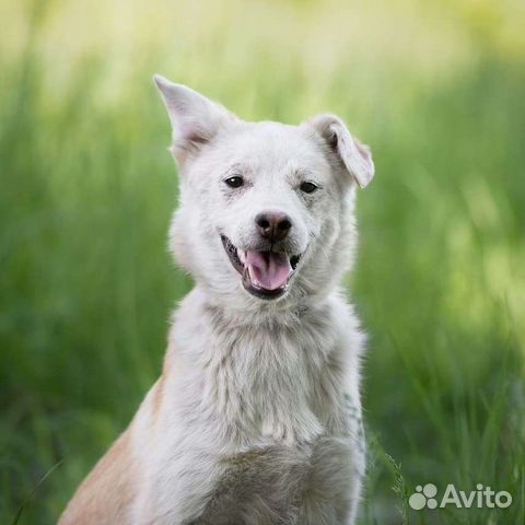 Собака Волга, 1 год, игривая и контактная