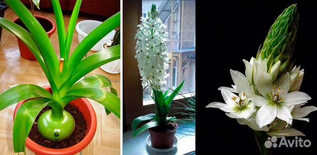 Индийский лук лечебный