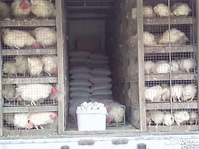 Курица несушка