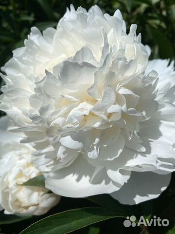 Пион Аргентина (Argentine)