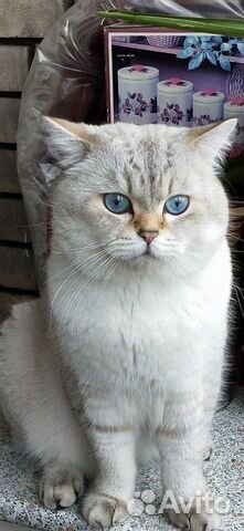 Британский кот на вязку