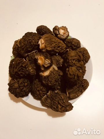 Грибы сморчки и строчки