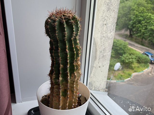 Кактус 20 лет