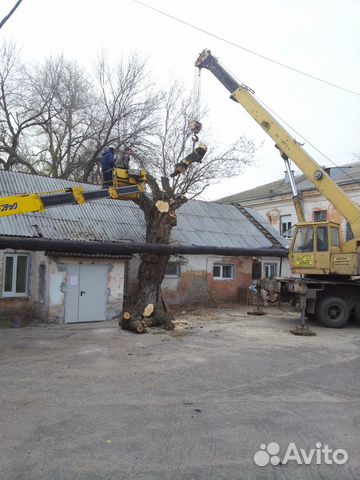 Опиловка обрезка спил кронирование снос деревьев