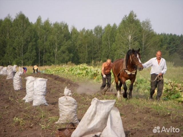 Мясо деревенской курицы, бройлер, утка, гусь, овощ