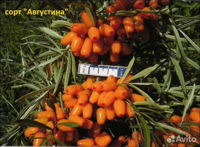 Продать облепиху в барнауле, авито работа охр ана и курс валют на сегодня в махачкале сбербанк Продать облепиху в барнауле