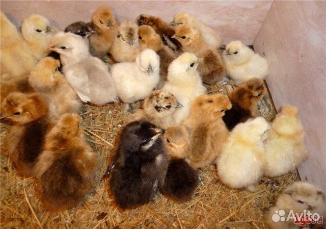 Цыплята, куры несушки (рыжие, белые, черн), цена купить на Зозу.ру - фотография № 2