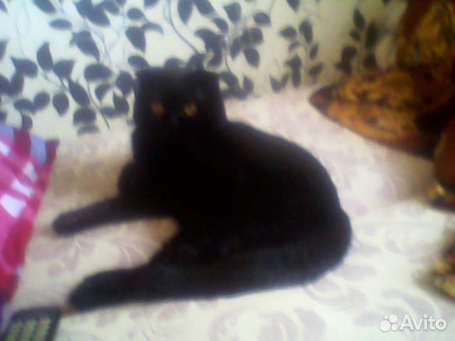 Кот на вязку