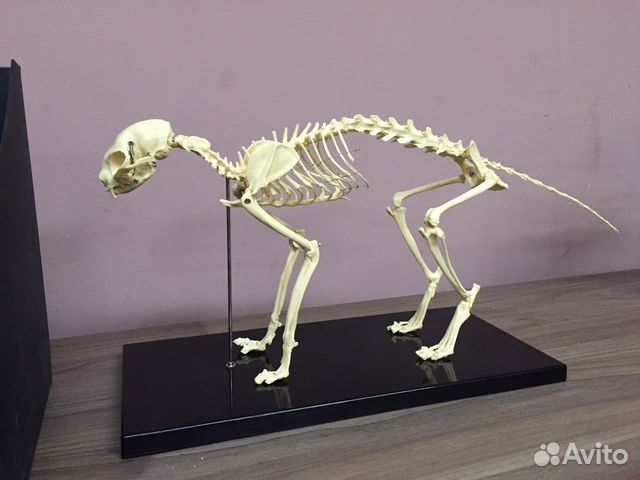 Скелет Кота Фото