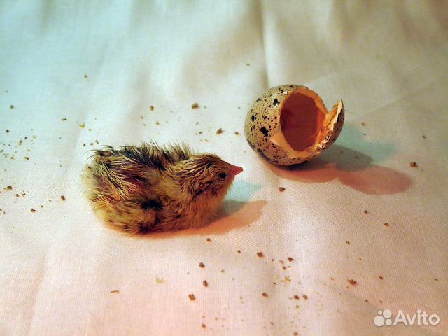 Яйца инкубационные манчжурских перепелов купить на Зозу.ру - фотография № 2