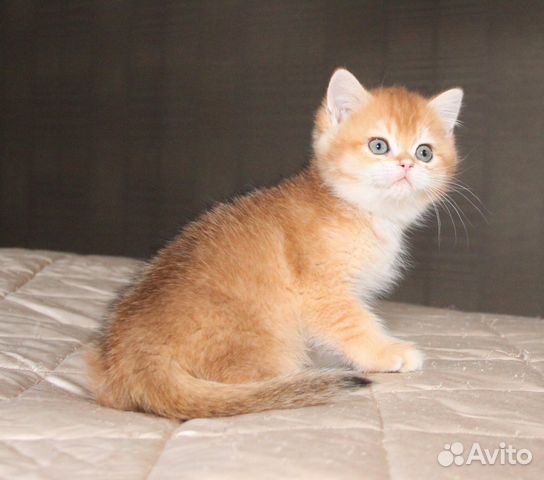 Роскошный котик золотая шиншилла купить на Зозу.ру - фотография № 2