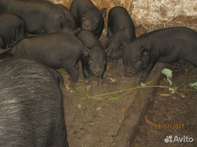 Продаю вьетнамских свиней купить на Зозу.ру - фотография № 4