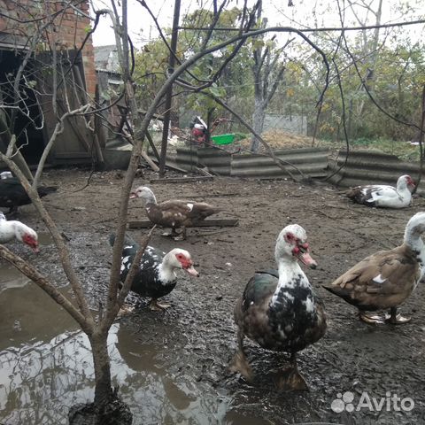 Продаю индоуток Продаю индоуток