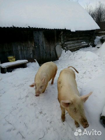 Свинья продаётся купить на Зозу.ру - фотография № 1