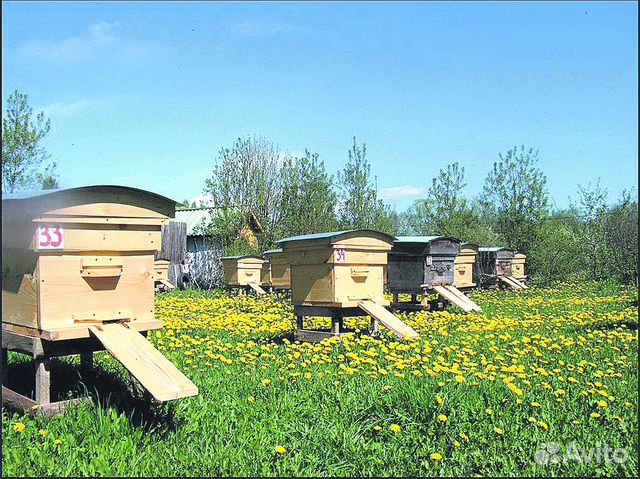 Пчёлы пасека купить на Зозу.ру - фотография № 1