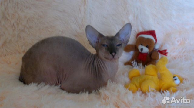 Вязка кота