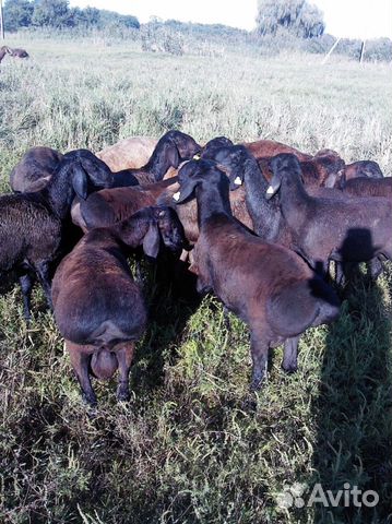 Гиссарские овцы купить на Зозу.ру - фотография № 1