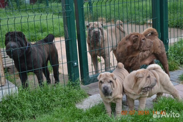 Шарпейчики