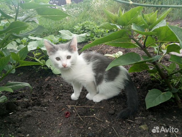 Отдам котенка + купоны в Аспект в подарок купить на Зозу.ру - фотография № 2