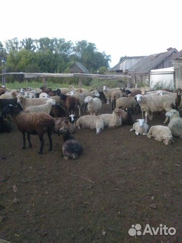 Бараны Овцы романовские, курдюки, местные породы