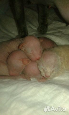 Кот на вязку Кот на вязку