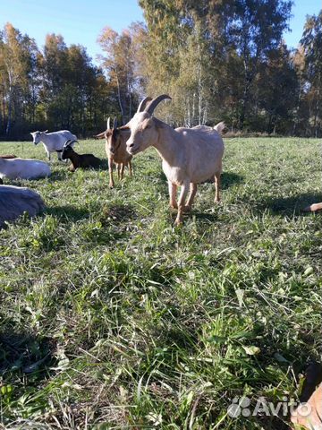 Продам коз не дойных разных пород и возро купить на Зозу.ру - фотография № 3