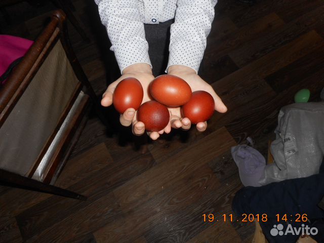 Разные породы кур инкуб яйцо купить на Зозу.ру - фотография № 2