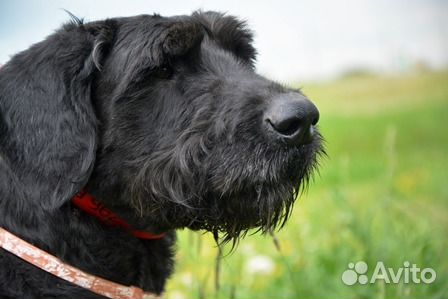 Ризеншнауцер Шах Де Граф Демайорк в дар Ризеншнауцер Шах Де Граф Демайорк в дар