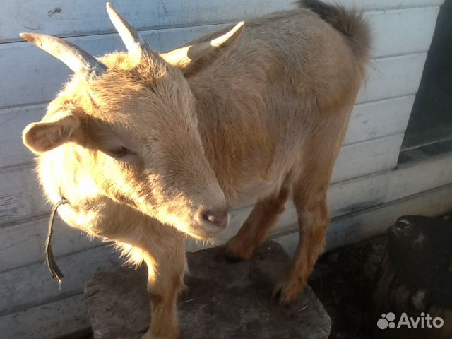 Камерунская молочная коза купить на Зозу.ру - фотография № 8