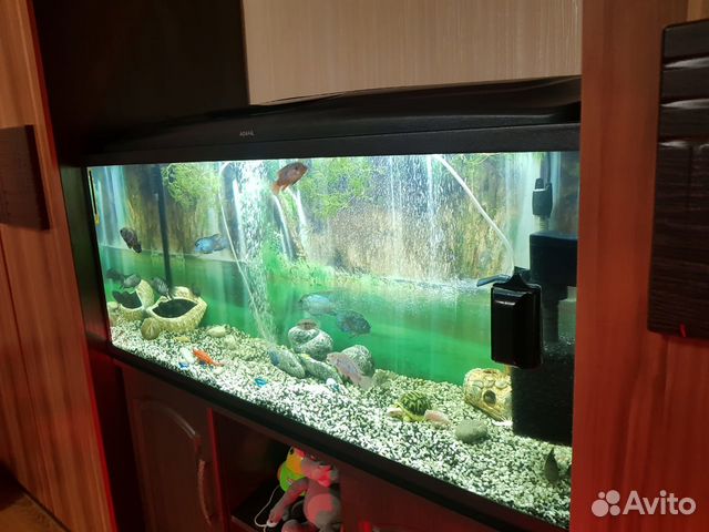 Аквариум aquael 240 литров с рыбами) купить на Зозу.ру - фотография № 5